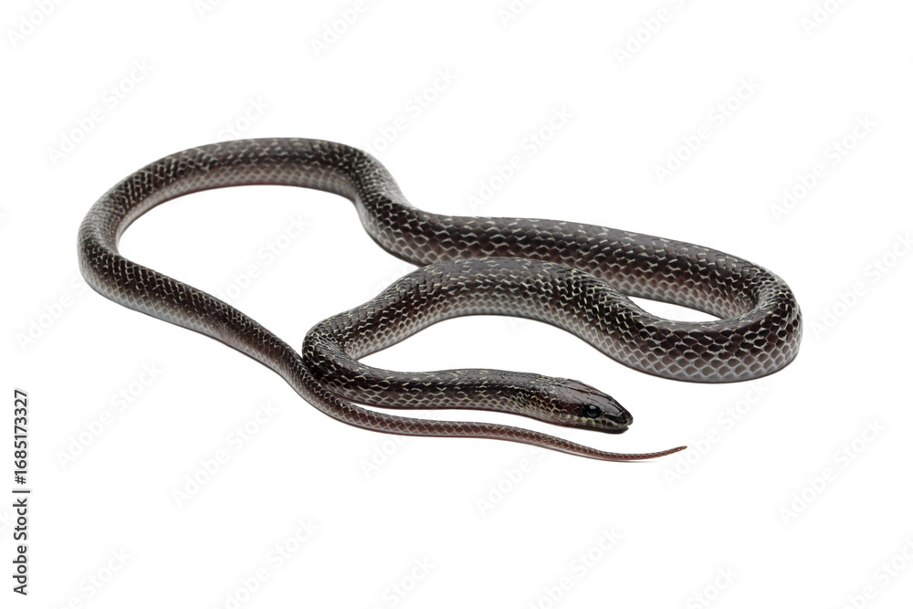 Fototapeta premium lycodon capucinus snake on isolated background, lycodon capucinus closeup on isolated background
