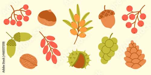 Flat vector set of colorful autumn harvest cartoon elements including rowan, viburnum, barberry, sea buckthorn, grapes, acorns, pinecone, walnut, chestnuts. Isolated background. Clip art. Hand drawn.
