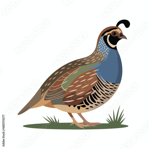 Beautiful california quail bird vector illustration