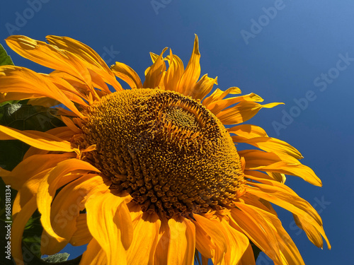 Yellow sunflower on blue sky.