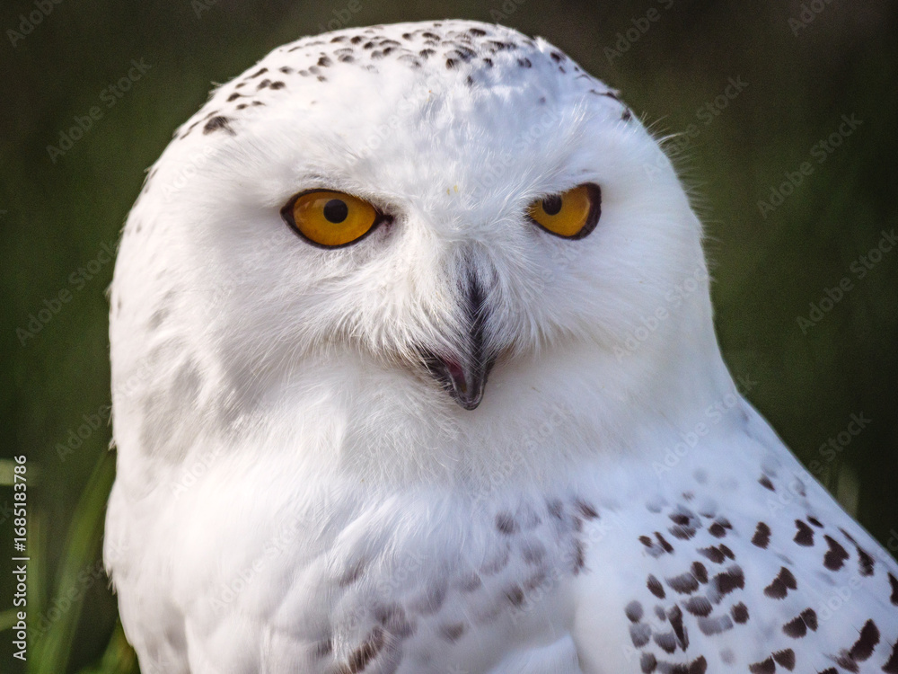 Obraz premium snowy owl portrait