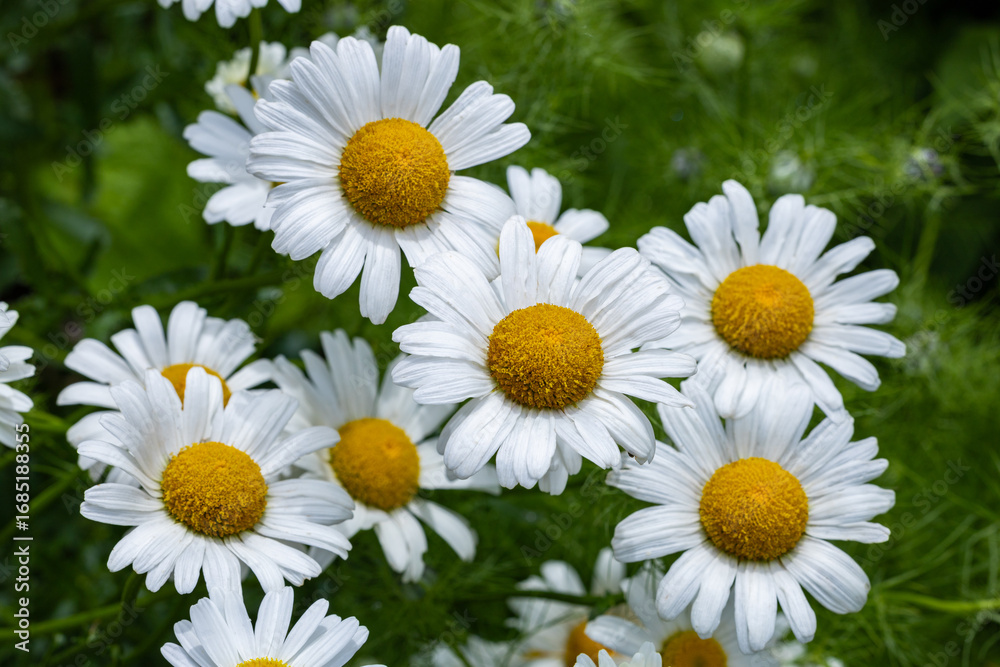 Obraz premium Neat and clean marguerite daisy flower closeup.
