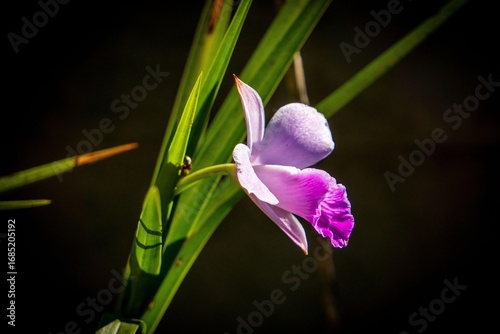 Pink Orchid on a Dark Background