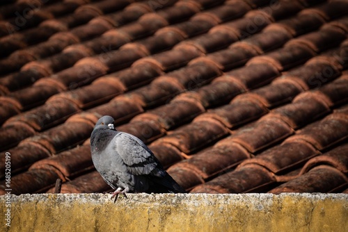 Dove on a ceramic roof