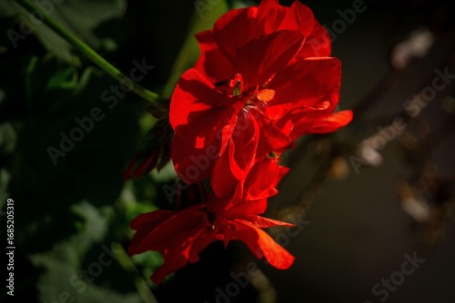 Vibrant Red Flower Close-Up