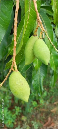 unripe mangoes on the tree