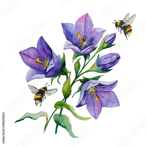 Bluebells on a white background