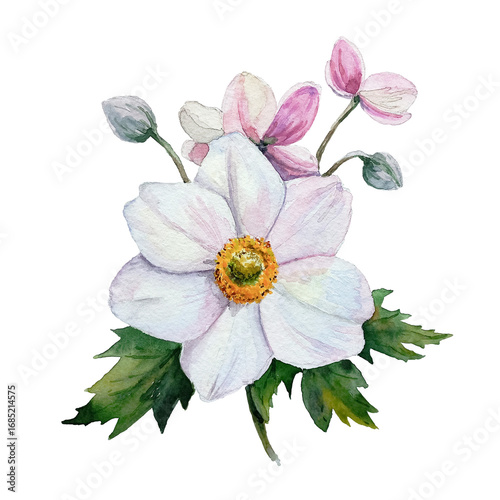 Anemone on a transparent background