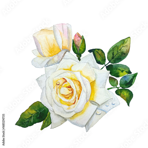White rose on a transparent background