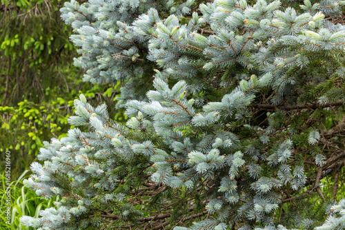 Принти на полотні Beautiful new shoots of picea pungens in spring in forest.