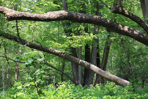 thick tree limbs, trunks lean over dense boreal forest floor in mixed sun, shade (summer, pastoral)