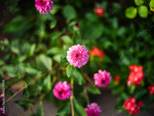 Vivid Pink Flower Blooming in Colorful Garden