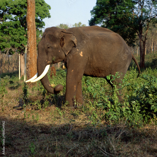 Fotografi Eléphant d'Asie,  Elephas maximus