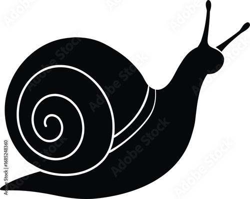 snail on a white background