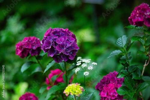 Wallpaper Mural reddish purple hydrangea the garden_3 Torontodigital.ca