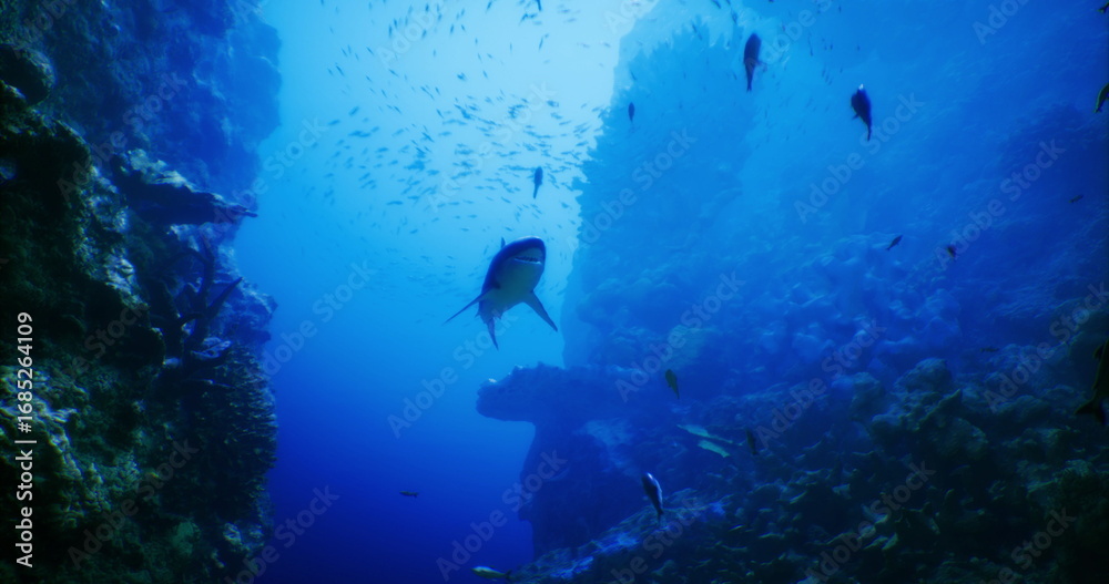 Obraz premium In the depths of a vibrant ocean ecosystem, various fish swim gracefully among coral formations, showcasing the beauty and diversity of underwater life in a serene environment.