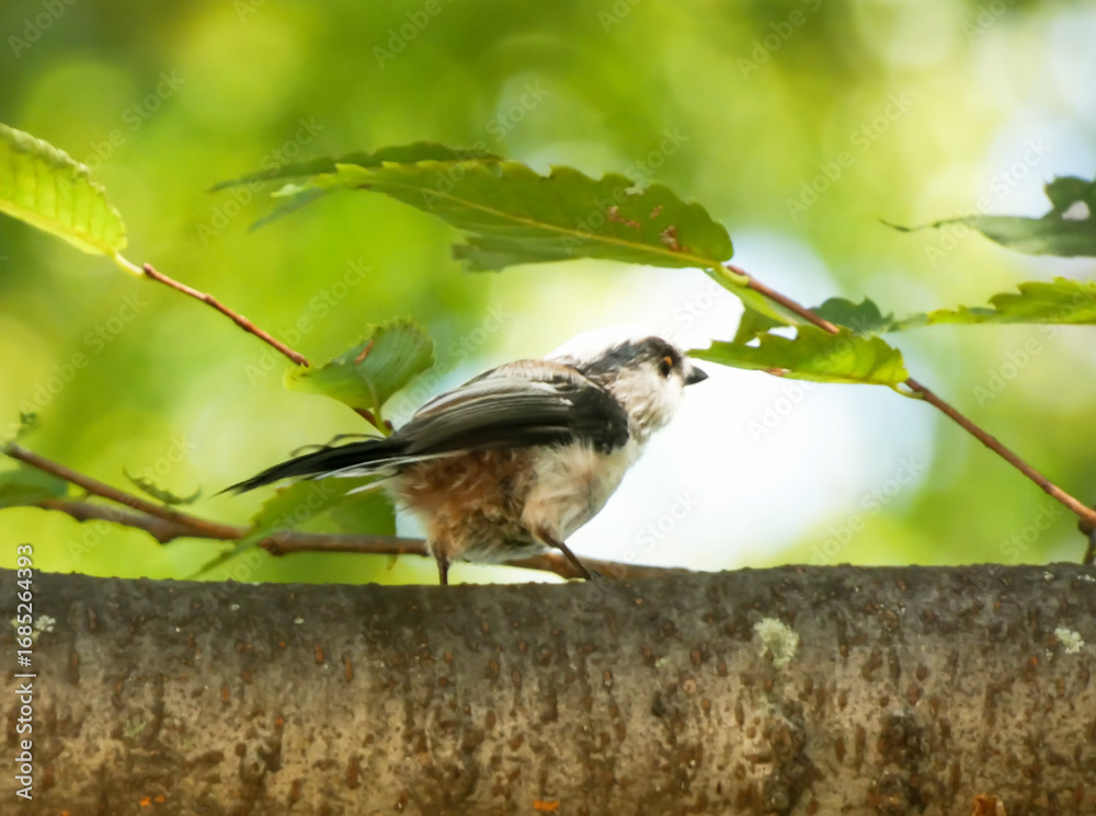 Obraz premium 木にとまるエナガ2