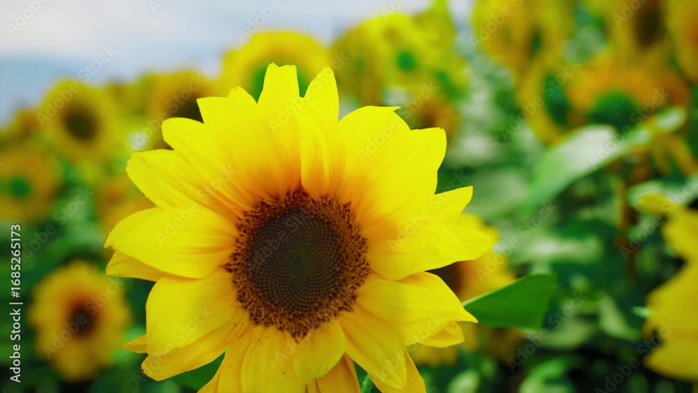 Naklejka premium A single sunflower blooms brightly in a lush green field, surrounded by countless other sunflowers under a clear sky, showcasing the beauty of summer flora.
