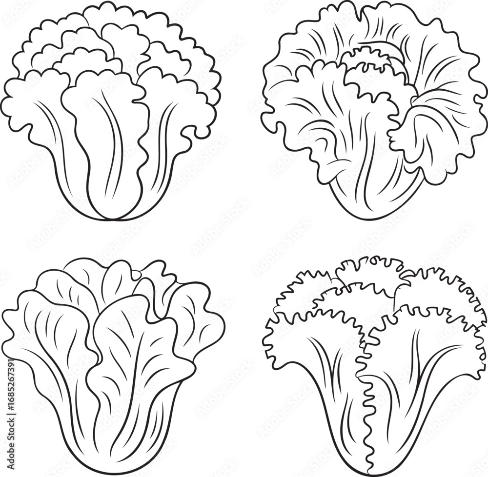 Fototapeta premium Set of Lettuce leaf Outline vector illustration isolated On Transparent Background