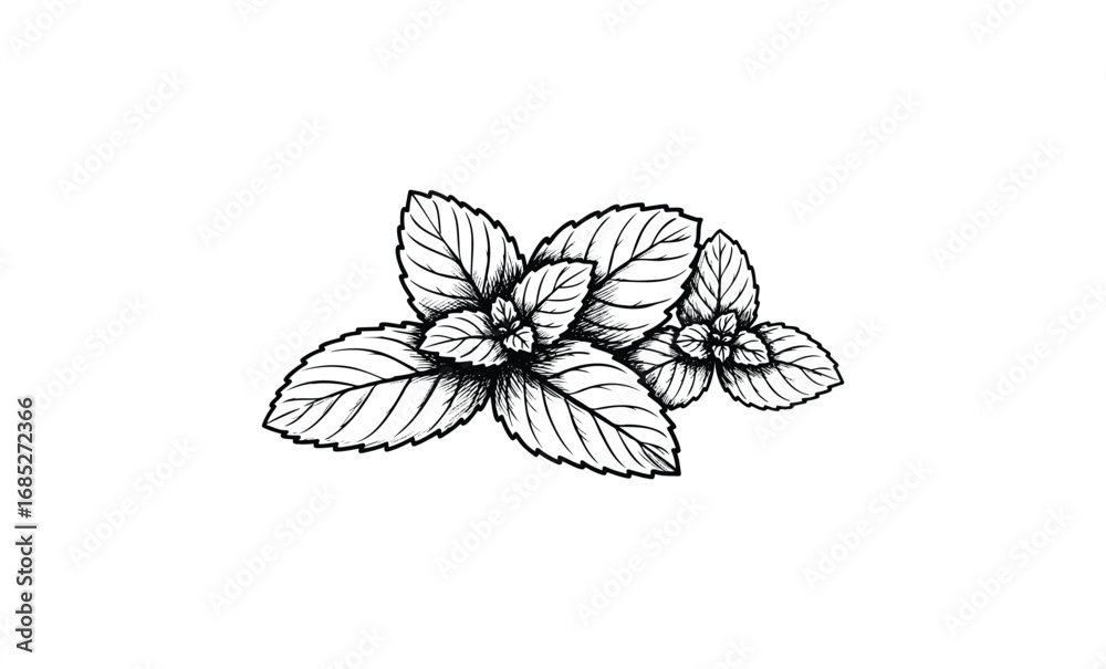 Obraz premium Detailed black and white mint leaves illustration with intricate line work design. Vector retro hand drawn illustration