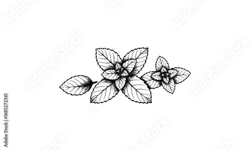 Intricate black and white mint leaves drawing with detailed linework. Vector retro hand drawn illustration
