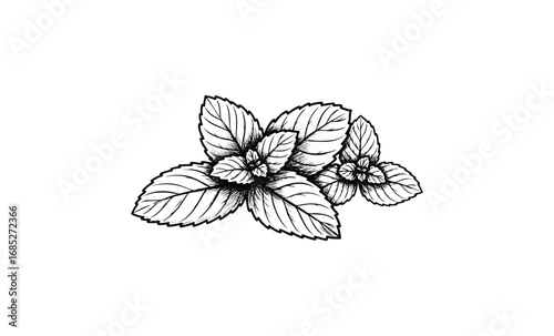 Detailed black and white mint leaves illustration with intricate line work design. Vector retro hand drawn illustration