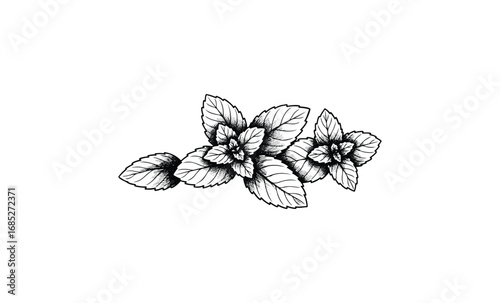 Detailed black and white illustration of mint leaves. Vector retro hand drawn illustration