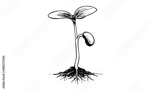 Detailed black and white ink illustration of a sprouting seedling with roots. Vector retro hand drawn illustration