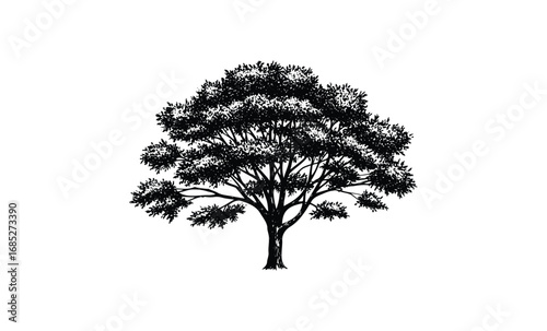 Silhouette of a lush tree with spreading branches and dense foliage. Vector retro hand drawn illustration