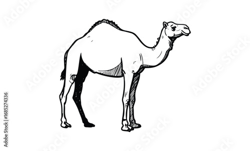 Hand-drawn camel sketch in black and white. Vector retro hand drawn illustration