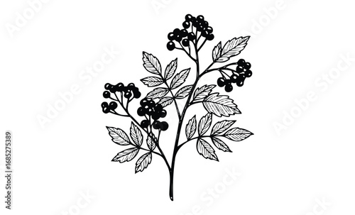 Detailed black ink drawing of berry plant with leaves and clusters. Vector retro hand drawn illustration