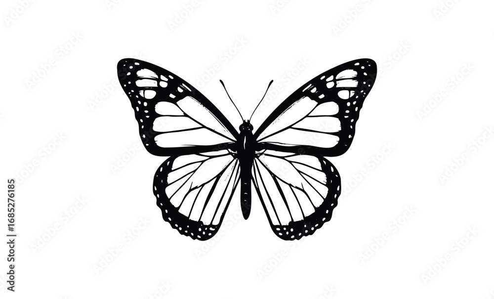 Obraz premium Detailed black and white monarch butterfly silhouette. Vector retro hand drawn illustration
