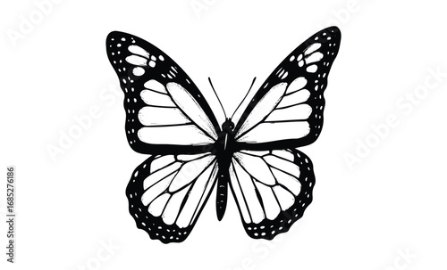 Black and white monarch butterfly illustration with detailed wings. Vector retro hand drawn illustration