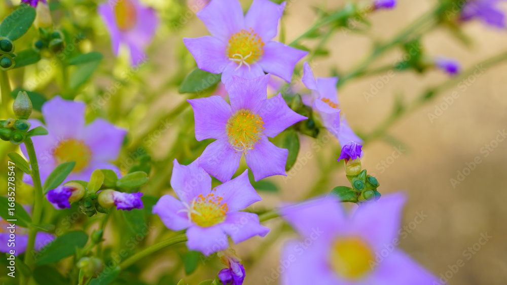 Φωτογραφία Krokot Mawar or Purslane is a succulent flowering plant native to Argentina, Brazil, Uruguay and often cultivated in garden