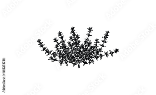 Silhouette of desert plant with intricate branches and leaves against. Vector retro hand drawn illustration