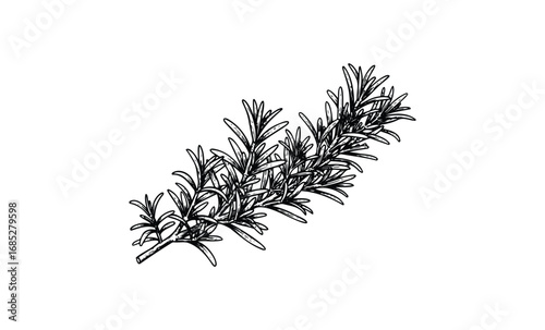 Illustration of a rosemary sprig with detailed leaves. Vector retro hand drawn illustration