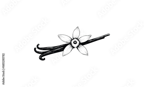 Botanical illustration of vanilla flower and pods. Vector retro hand drawn illustration
