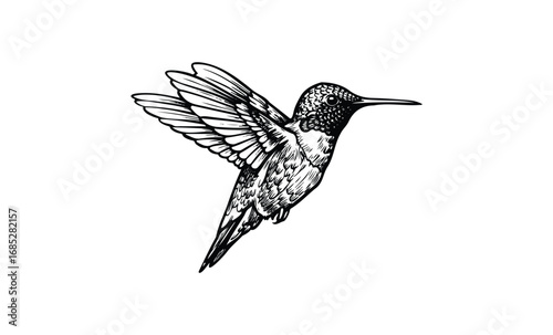Intricate black and white hummingbird illustration depicting detailed feather patterns in flight. Vector retro hand drawn illustration