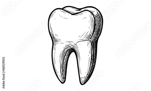 Detailed black and white sketch of a human tooth illustration. Vector retro hand drawn illustration