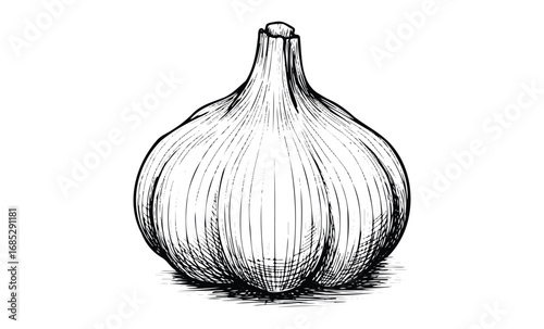 Black and white garlic illustration with sketched details. Vector retro hand drawn illustration