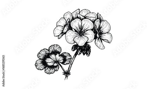 Detailed black and white line art of pelargonium flowers. Vector retro hand drawn illustration
