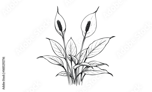 Monochrome peace lily botanical illustration with detailed linework. Vector retro hand drawn illustration