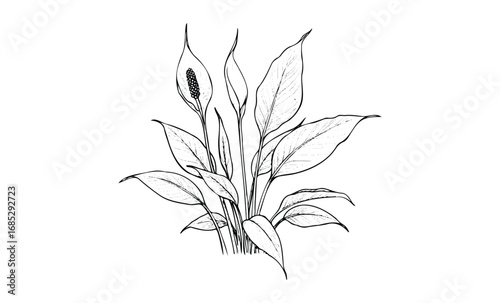 Detailed black and white peace lily botanical illustration. Vector retro hand drawn illustration