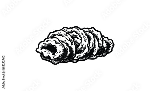 Black and white hand-drawn spiral seashell illustration. Vector retro hand drawn illustration