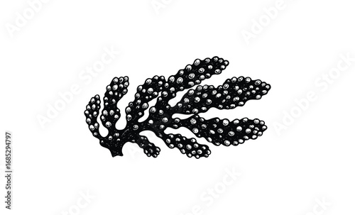 Detailed black seaweed with water droplets. Vector retro hand drawn illustration