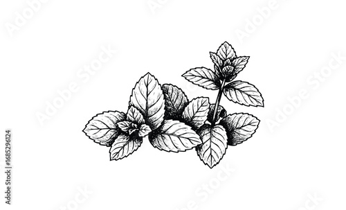 Black and white mint leaves botanical illustration. Vector retro hand drawn illustration