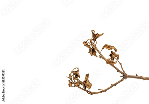 Extreme close-up macro of a single parched, ochre-brown, brittle trailing branch with shriveled leaves, isolated on transparent with soft shadows, concept of natural decay and resilience