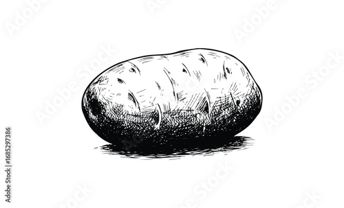 Detailed black and white potato sketch featuring textured lines and shading. Vector retro hand drawn illustration