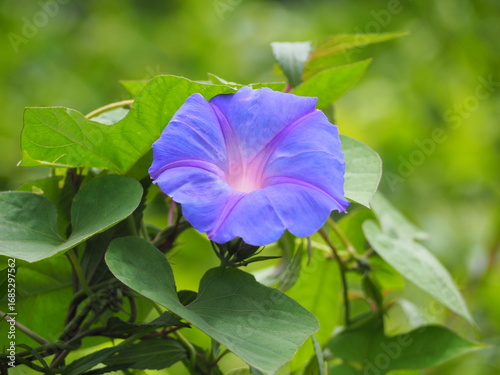 Obraz na plátně View of purple flower at outdoor with blurred background