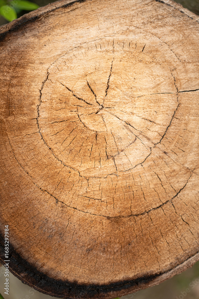 Naklejka premium Hardwood tree core cross section cut surface, close-up. Background and textured.